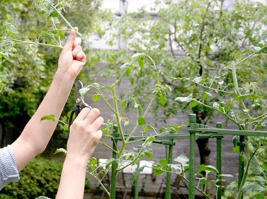 日比谷花壇夢の夏を楽しむ！野菜づくり